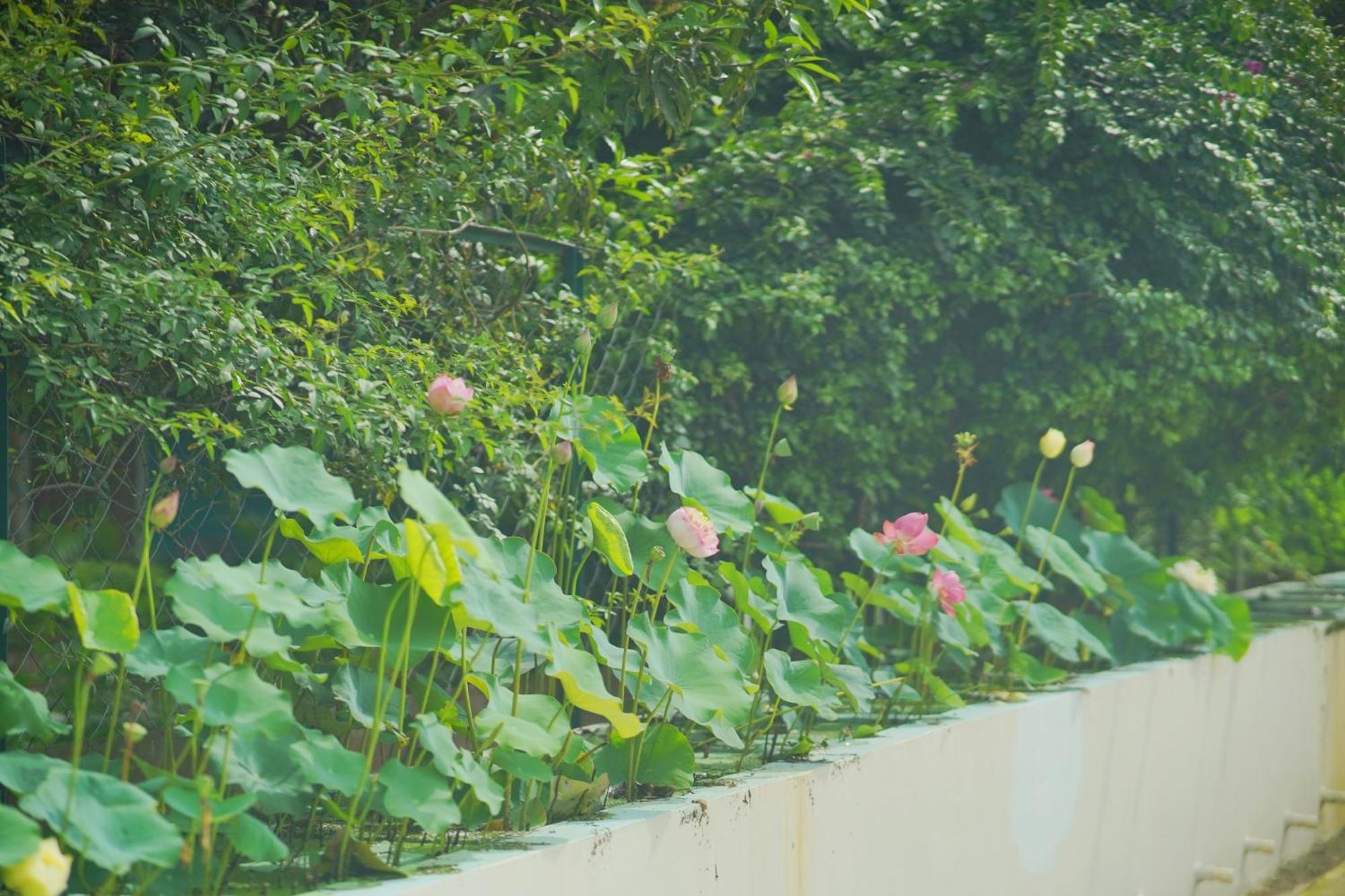 Sukoon - A Wellness Resort, Uttarakhand Chuharpur Екстер'єр фото